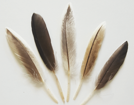 Natural Grey Duck Cosse Feathers - Mini Pkg