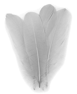 Gray Palette Goose Feathers - 1/4 lb