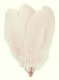 Ivory Palette Goose Feathers - lb