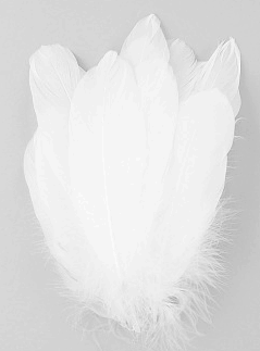 White Palette Goose Feathers - 1/4 lb