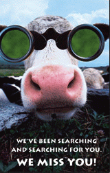 Missed You Cool Cow Postcard