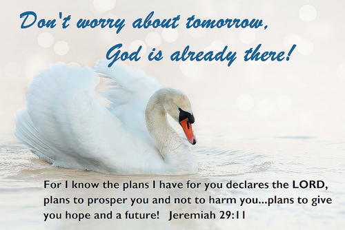 Dont Worry about Tomorrow Bible Postcard - Swan