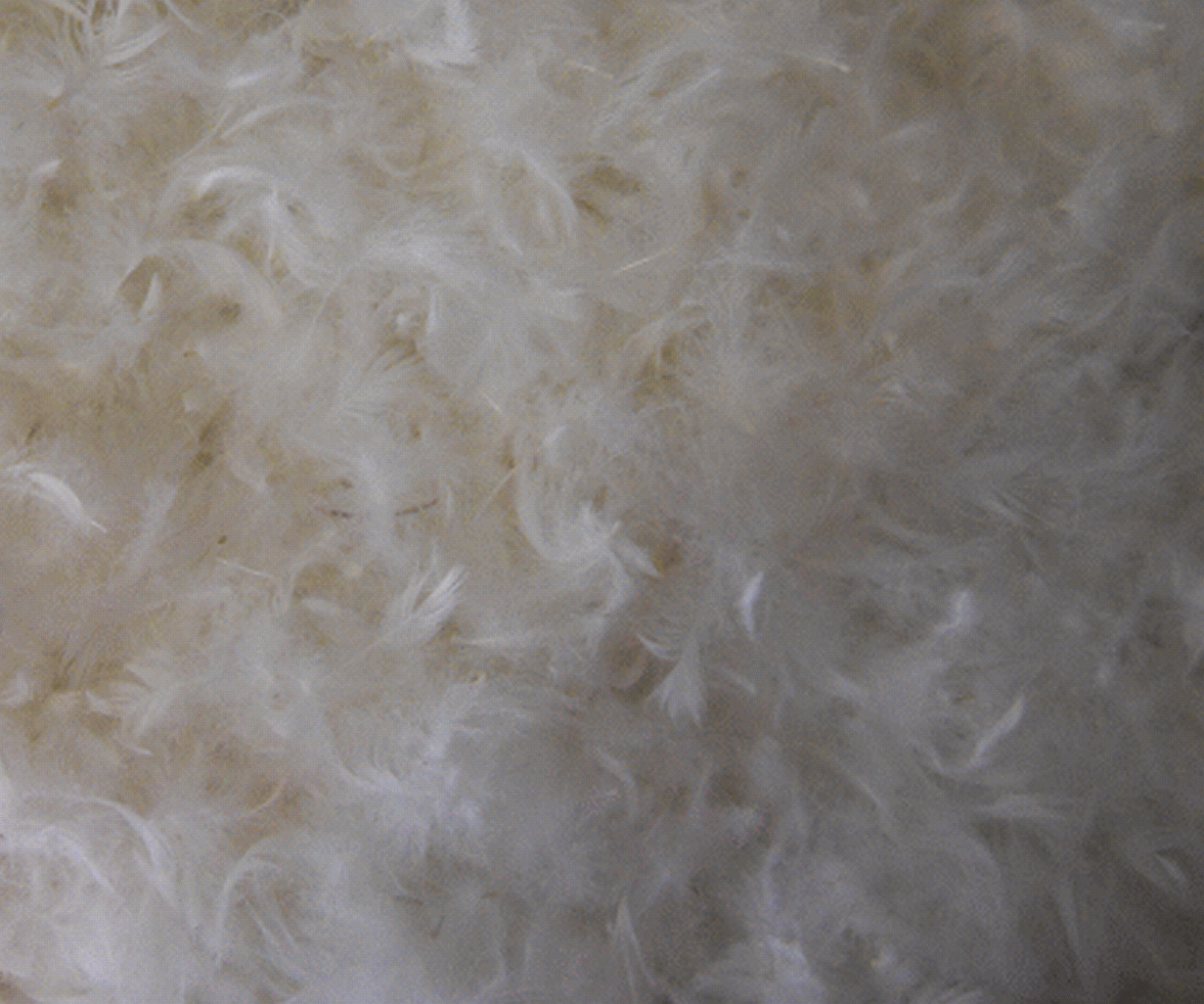 Goose Down Pillow Feathers - 1/4 lb White