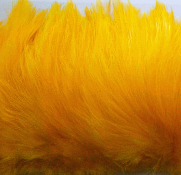 Strung Gold Rooster Neck Hackle Feathers