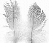 Fly Tying Mallard Feathers