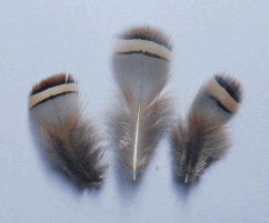 Bulk Partridge Plumage Feathers - 1/4 lb