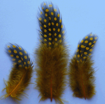 Bulk Gold Rooster Guinea Feathers