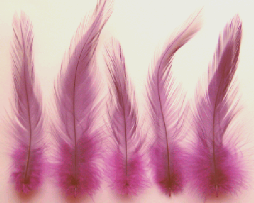 Bulk Purple Rooster Hackle Feathers