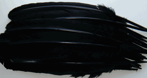 Black Turkey Quill Feathers - Dozen Left