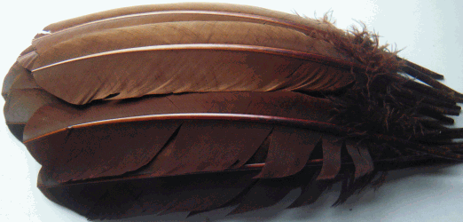 Brown Turkey Quill Feathers - Dozen Left