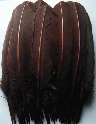 Brown Turkey Quill Feathers - Mixed lb