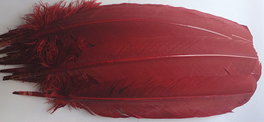 Burgundy Turkey Quill Feathers - Dozen Right