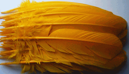 Gold Turkey Quill Feathers - Dozen Right