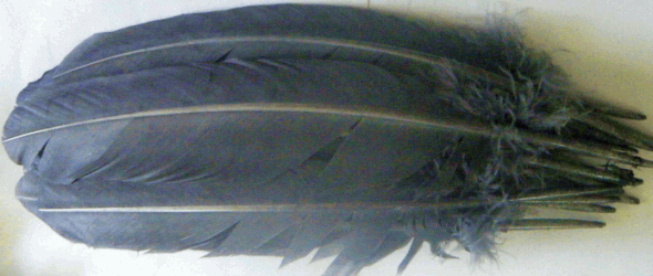Gray Turkey Quill Feathers - lb - Left