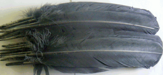 Gray Turkey Quill Feathers - Dozen - Right