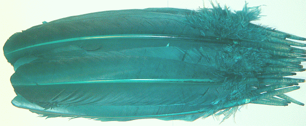 Green Turkey Quill Feathers - Dozen Left