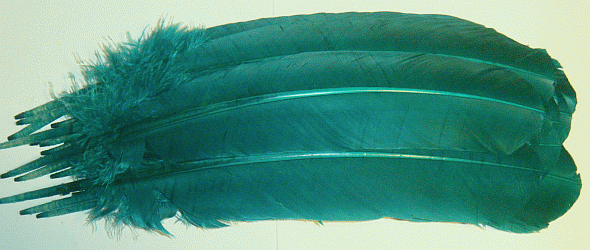 Green Turkey Quill Feathers - lb Right