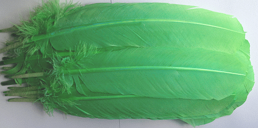 Lime Turkey Quill Feathers - Dozen Right