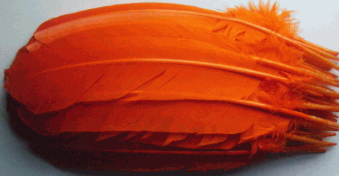 Orange Turkey Quill Feathers - Dozen Left