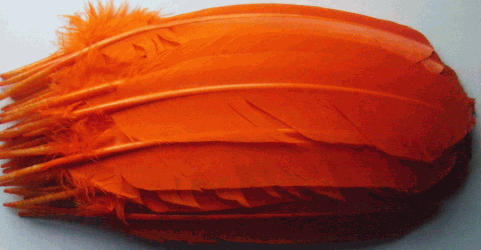 Orange Turkey Quill Feathers - Dozen Right