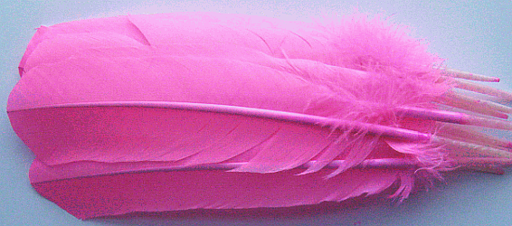 Pink Turkey Quill Feathers - Dozen - Left