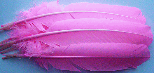 Pink Turkey Quill Feathers - Dozen - Right