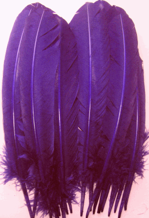 Purple Turkey Quill Feathers - Mixed lb