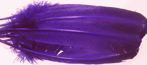 Purple Turkey Quill Feathers - lb Right