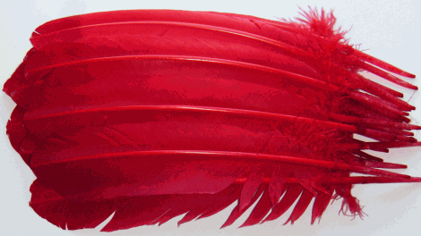 Red Turkey Quill Feathers - Dozen Left
