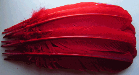 Red Turkey Quill Feathers - Dozen Right