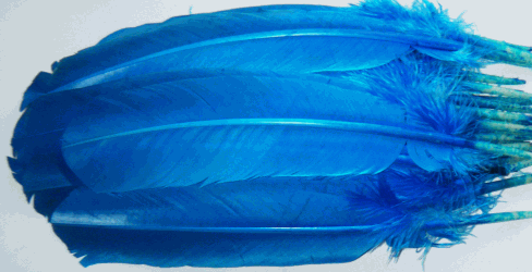 Turquoise Turkey Quill Feathers - Dozen Left