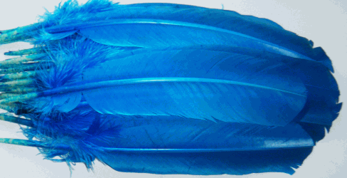 Turquoise Turkey Quill Feathers - Dozen Right