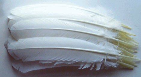 White Turkey Quill Feathers - Dozen Left