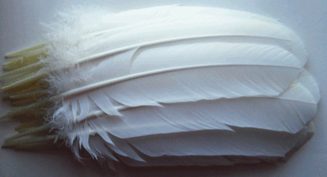 White Turkey Quill Feathers - Dozen Right