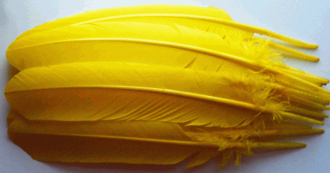 Yellow Turkey Quill Feathers - Dozen Left