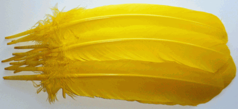 Yellow Turkey Quill Feathers - Dozen Right