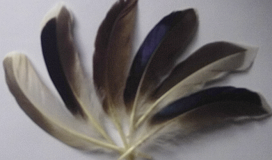 Bulk Feathers - Duck Quills - Natural Wing Flanks 1/4 lb