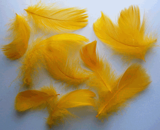 Bulk Craft Feathers - Goose Coquille - Gold 1/4 lb