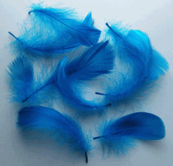 Turquoise Goose Coquille Feathers - Bulk lb