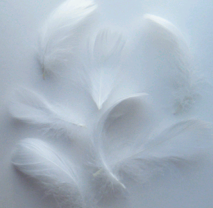 White Goose Coquille Feathers