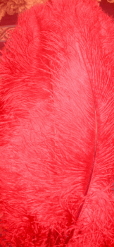 Red Ostrich Femina Feathers - 25pc