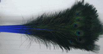 Bulk Blue Peacock Eye Feathers - 30-35 Inch Dyed Stems 100pc