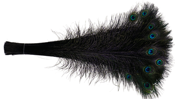 Bulk Peacock Feathers - Colorful Stems - Black - 30-35
          100pc