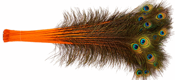 Orange Peacock Feathers
