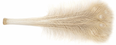 Eggshell Peacock Eye Feathers - 30-35 Inch Bleached & Dyed 25pc