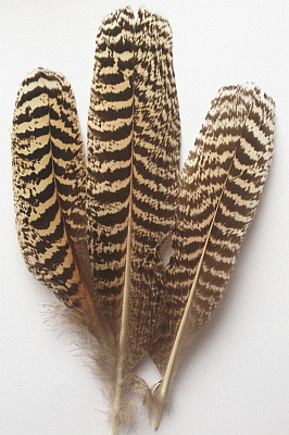 Natural Peacock Quill Feathers - Short Dozen