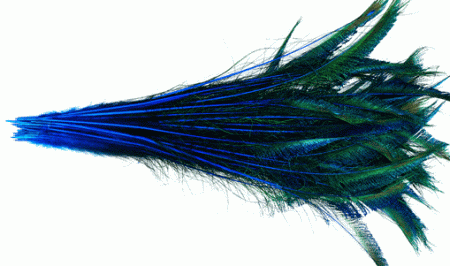 Peacock Sword Feathers - Stems Dyed Blue - 20-25 100pc