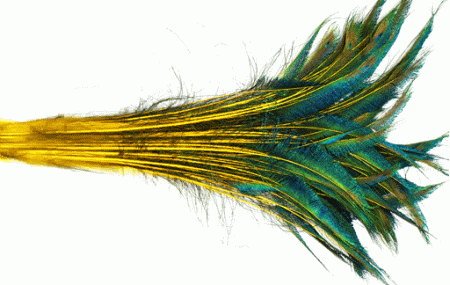 Yellow Peacock Sword Feathers - 30-35 Inch Dyed Stems 25pc