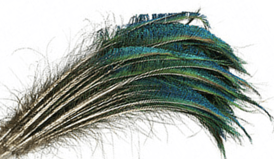 Bulk Peacock Sword Feathers - 25-30 Natural - Right Side 100pc