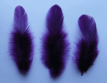 Purple Rooster Plumage Craft Feathers - Mini Pkg